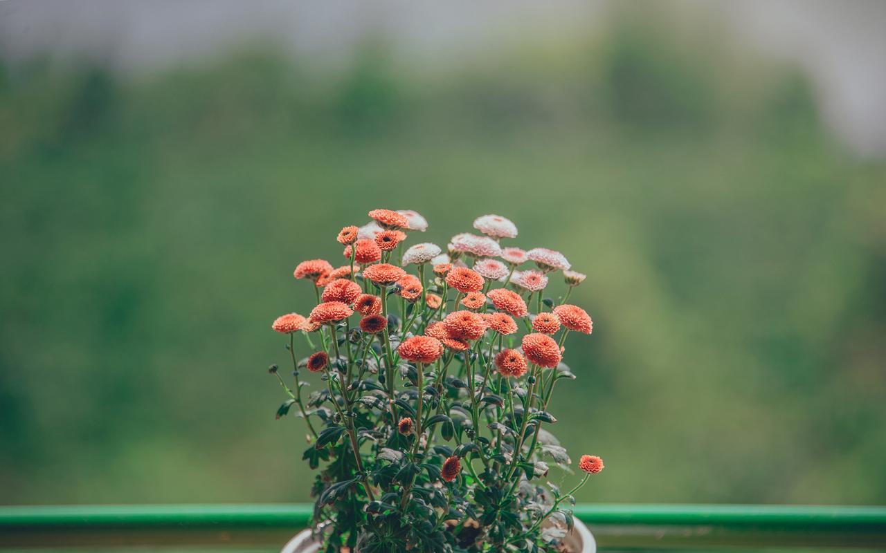 清新雅致花卉圖片桌面壁紙