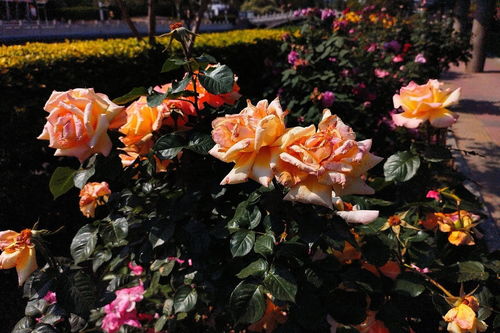 春末夏初 手機(jī)隨拍 花卉園