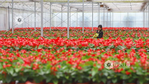 九江彭澤縣 特色花卉促增收