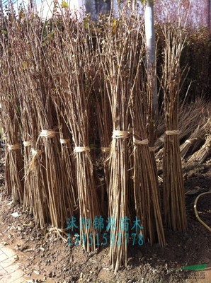 沭陽縣錦源園林綠化苗木場(chǎng)