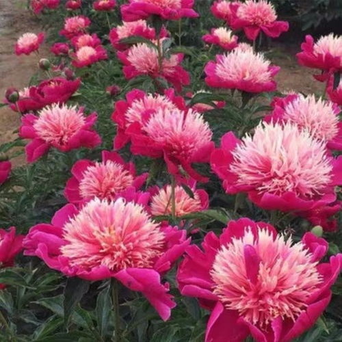 四季開花重瓣芍藥花根塊牡丹花苗濃香型花卉盆栽室內(nèi)陽臺庭院植物