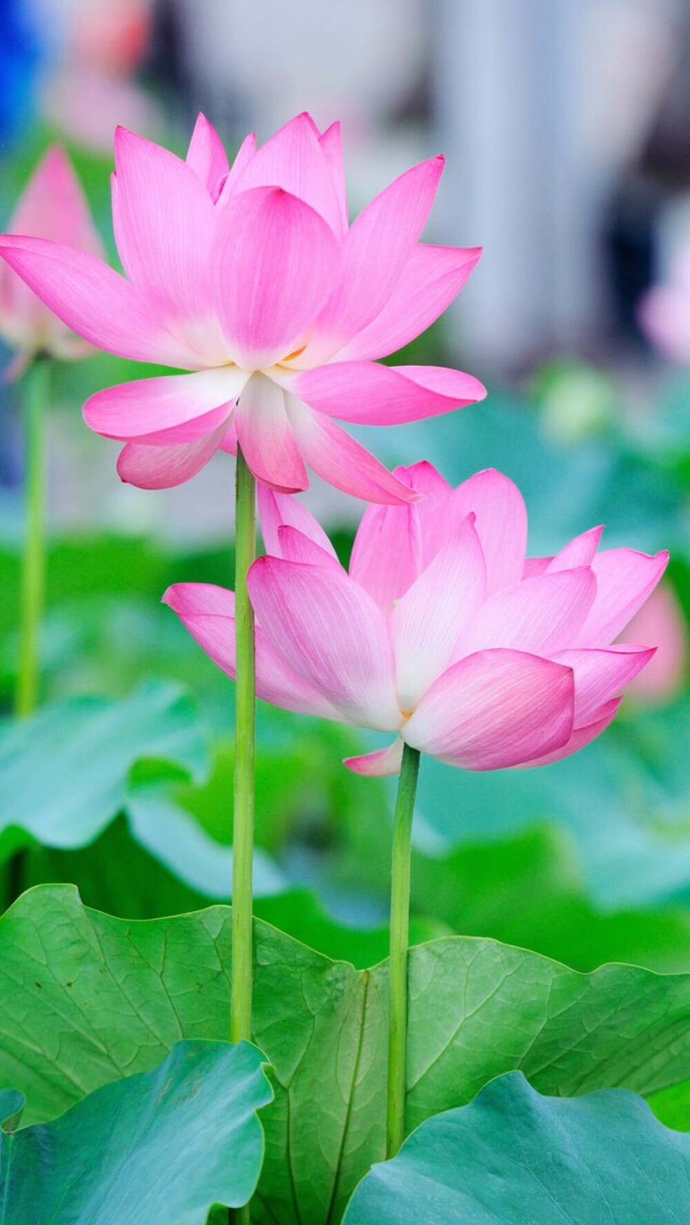 【虎斑收錄】高清壁紙 植物 花卉 唯美圖片 優(yōu)美圖片