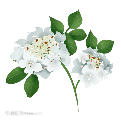 瓊花花卉