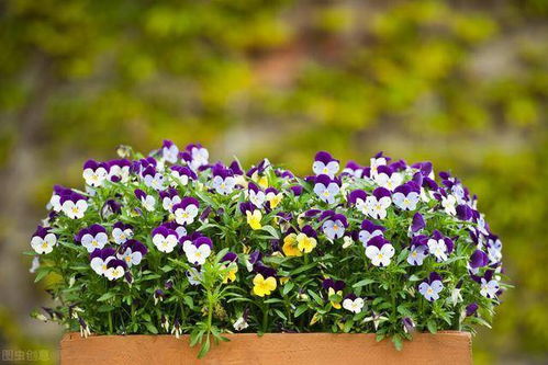 7種開花花卉,適合秋冬季節(jié)種,錯(cuò)過栽種時(shí)間要等一年