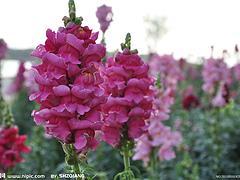 山東龍頭花:廠家直銷金魚草,哪里有賣圖片|山東龍頭花:廠家直銷金魚草,哪里有賣產(chǎn)品圖片由青州市 花卉苗木公司生產(chǎn)提供-