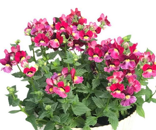 名副其實(shí)的爆花機(jī),盆栽精品,花開大半年,好養(yǎng)易活還漂亮
