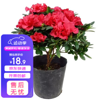 杜鵑花某東精選:24款杜鵑花