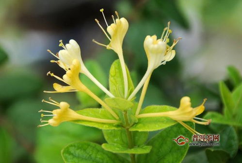 金銀花茶哪個品牌比較好