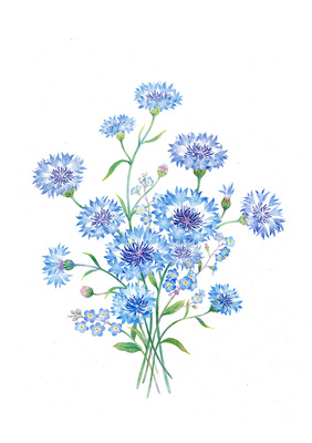 水彩手繪 花卉組合