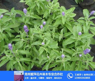 愛(ài)萍花卉苗木 圖 ,鼠尾草生產(chǎn)廠家,新疆鼠尾草