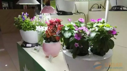 iGrow全自動(dòng)植物生長(zhǎng)機(jī) 金色百合-植物生長(zhǎng)機(jī)廠家|供應(yīng)商-采購(gòu)新產(chǎn)品價(jià)格-全球五金網(wǎng)