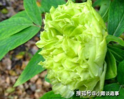 喜歡賞花,就養(yǎng)盆 菊中精品 春柳,花開(kāi)花朵會(huì)變色,清新明快