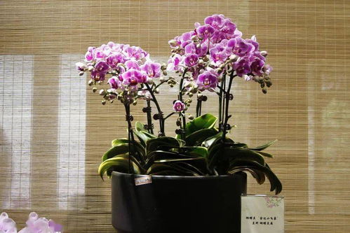 新優(yōu)精品花卉展 這個(gè)周末,郭莊邀你 猜花謎 內(nèi)含福利哦