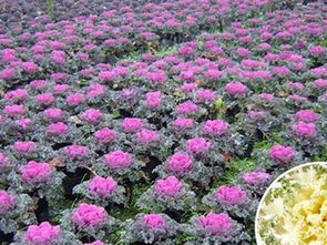來卓益花卉,買超值的羽衣甘藍(lán) 山東羽衣甘藍(lán)