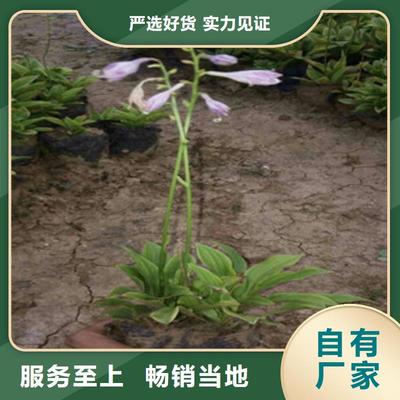 柳葉馬鞭草/熏衣草