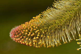 柳,牧場(chǎng),招標(biāo),花絲,鮮花,黃色,春天,早期開(kāi)花,花粉,食品,性質(zhì),廠(chǎng),花,背景,關(guān)閉