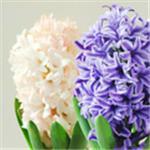 青州市潤(rùn)澤花卉苗木產(chǎn)品列表 主營(yíng)產(chǎn)品綠化苗木,宿根地被,時(shí)令草花,水生植物,鐵藝花架, 羽衣甘藍(lán)、綠化苗木、宿根地被、時(shí)令草花、水生植物、鐵藝花架、