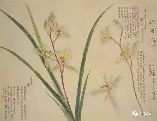 實(shí)用 工筆花卉圖譜 50幅