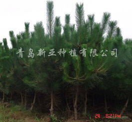供應(yīng)黑松