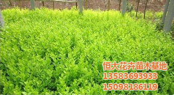 綠化苗木價(jià)格 綠化苗木 合勝花卉苗木