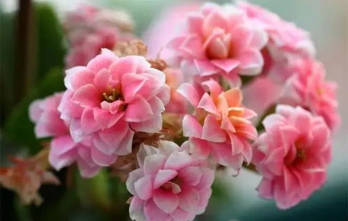 三月花香濃 這些花卉好栽種