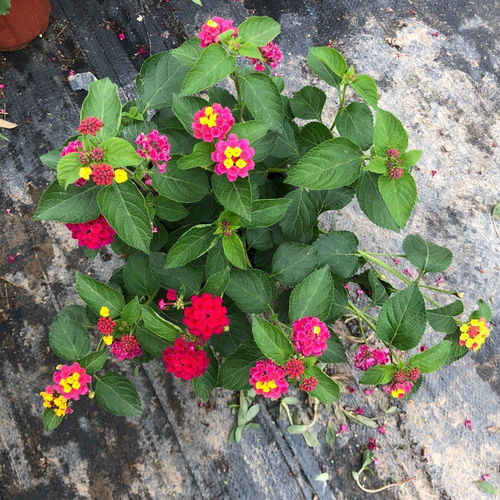 五色梅馬櫻丹五色繡球花苗帶花苞陽臺花卉盆栽四季開花好養(yǎng)耐熱