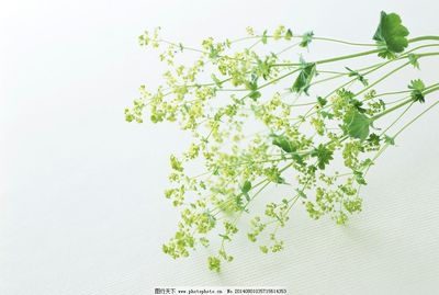 花卉圖片