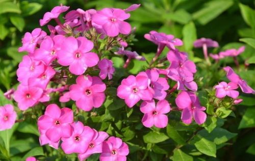 喜歡養(yǎng)護花卉,就養(yǎng)護 五顏六色 的美女櫻,開花量繁多,舒心 肥料