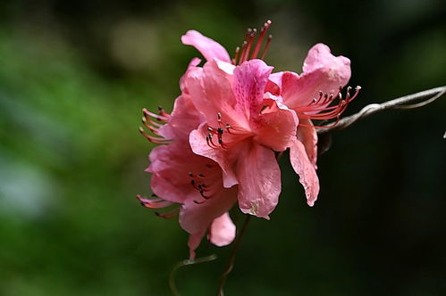 植物園花卉
