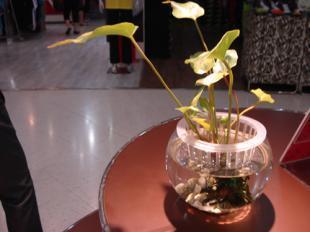 供應160花卉魚缸價格_供應160花卉魚缸廠家_世界工廠網產品信息庫