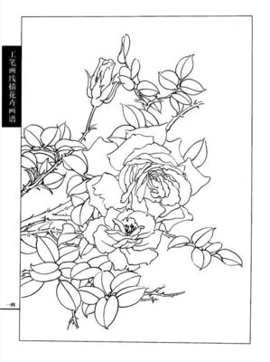 工筆畫線描花卉畫譜(月季篇)
