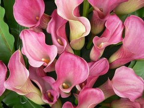 香港花卉展覽2005 粉紅花世界