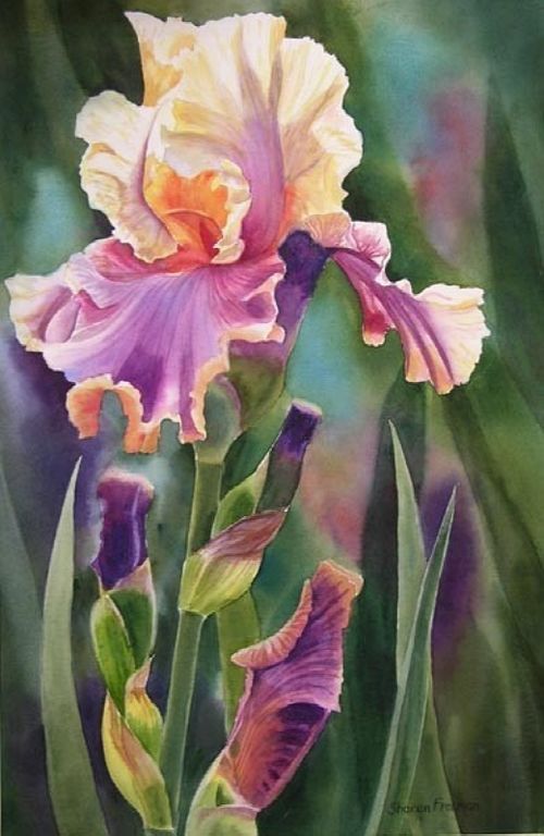 細膩逼真的水彩花卉繪畫作品,畫師sharon freeman