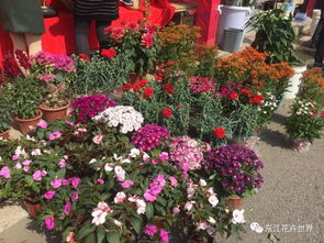 這樣花卉產(chǎn)品一應俱全的市場,落戶在東莞 東城上橋