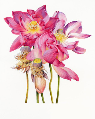 彩鉛花卉