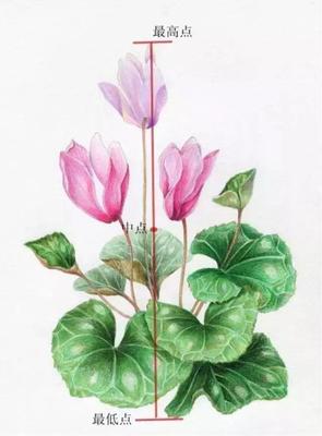 『繪畫教程』彩鉛花卉 -仙客來