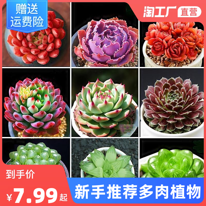 當(dāng)前網(wǎng)購流行產(chǎn)品