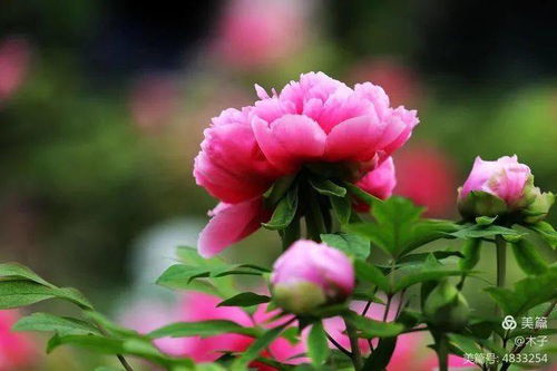 花卉攝影 眾芳含羞襯綠莎