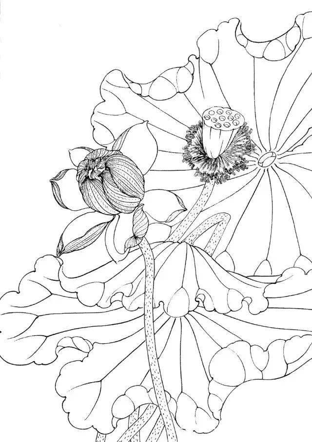 工筆線描花卉畫譜——荷花_白描