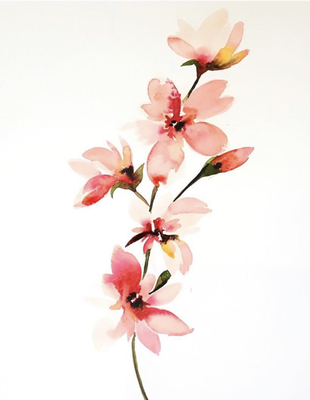 藝術(shù)家筆下的水彩花卉
