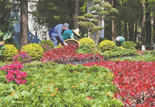擺放花卉 扮靚公園