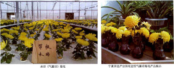 新型切花菊栽培模式--氣霧培,中國植物網(wǎng),克隆,克隆技術(shù),育苗,工廠化育苗,育苗技術(shù),植物,花卉,植物繁殖技術(shù),植物快繁,植物非試管快繁技術(shù),植物克隆,植物非試管高效快繁技術(shù),快繁,快繁技術(shù),植物快繁技術(shù),
