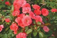 出售豐花月季 花卉苗木 綠化苗木[供應(yīng)]_花卉_世界工廠網(wǎng)中國產(chǎn)品信息庫