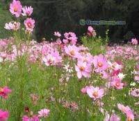 花卉種子 波斯菊種子 草花種子[供應(yīng)]_種子、種苗_世界工廠網(wǎng)中國產(chǎn)品信息庫