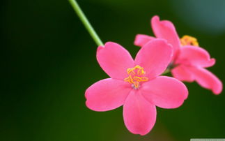 清新唯美花卉壁紙下載