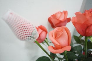 煙臺鮮花網(wǎng)套機(jī) 龍口云生包裝 鮮花網(wǎng)套機(jī)生產(chǎn)商規(guī)格型號及價(jià)格