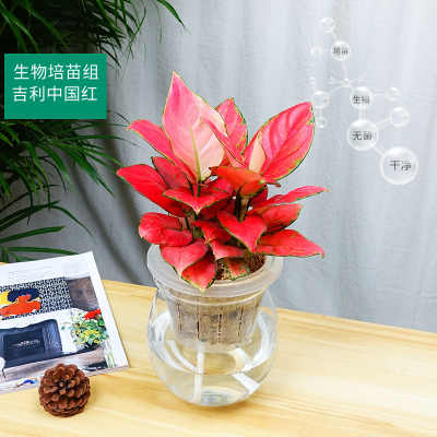 武漢租綠植公司綠植租賃工廠園林,武漢公司園藝單位鮮花