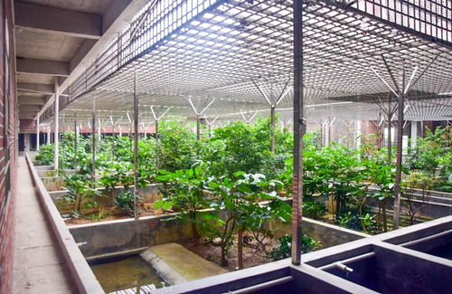 工廠化 仿生態(tài)環(huán)境養(yǎng)殖黃喉擬水龜 廣東省茂名市星火水產(chǎn)養(yǎng)殖