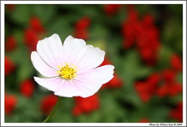 花卉節(jié) 2009 5