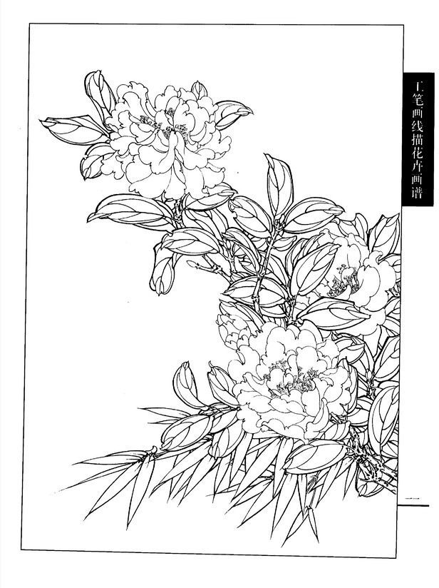工筆畫線描花卉畫譜(茶花篇)